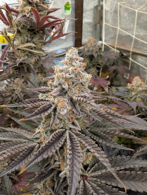 Banana Orange Pineapple - Shwale. Week 17