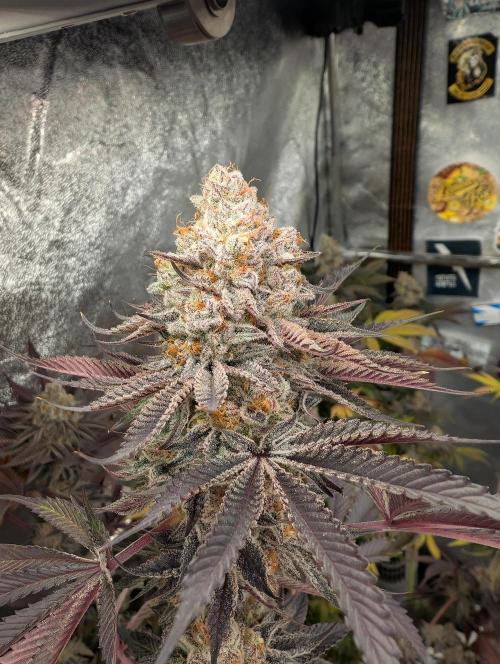 Banana Orange Pineapple - Shwale. Week 17