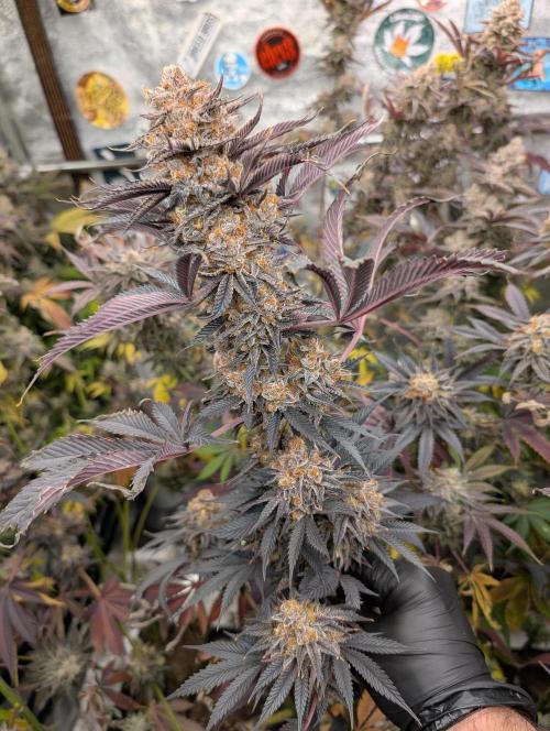 Banana Orange Pineapple - Shwale. Week 17