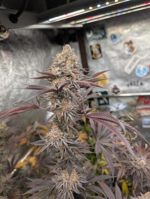 Banana Orange Pineapple - Shwale. Week 17