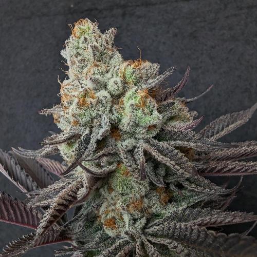 Banana Orange Pineapple - Shwale. Week 17