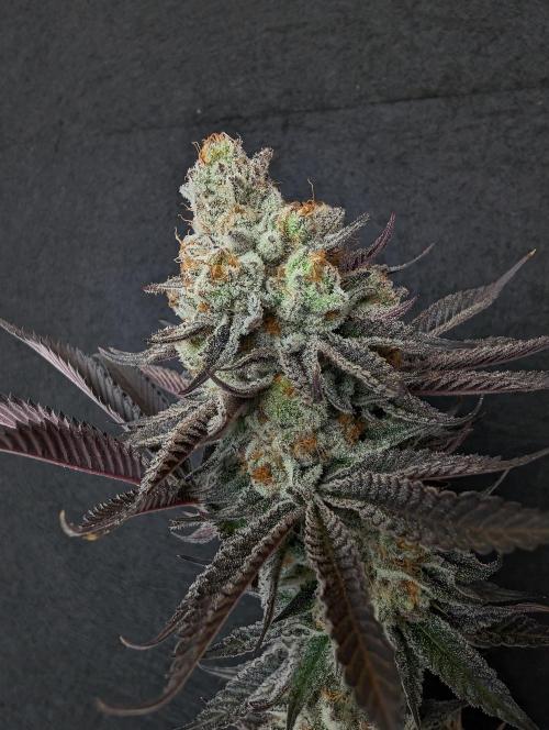 Banana Orange Pineapple - Shwale. Week 17