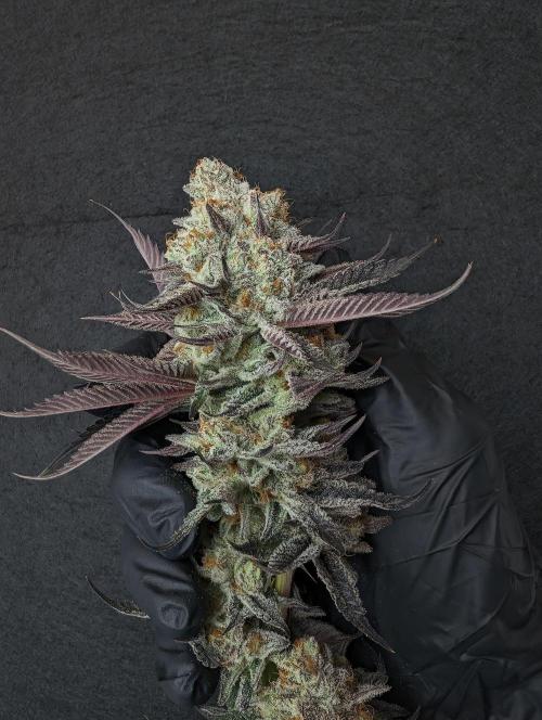 Banana Orange Pineapple - Shwale. Week 17