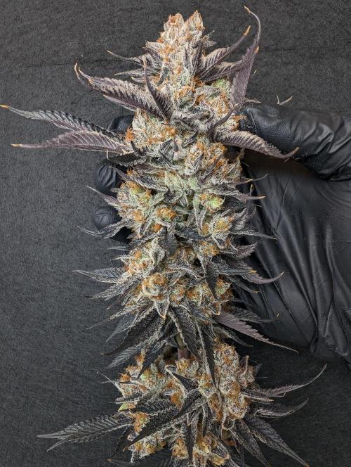 Banana Orange Pineapple - Shwale. Week 17