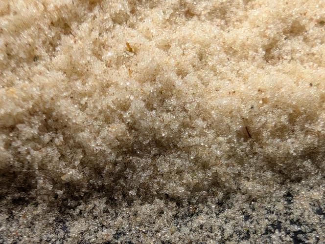 Banana Orange Pineapple - Shwale. Week 17 - "wet sift" loose trichome heads