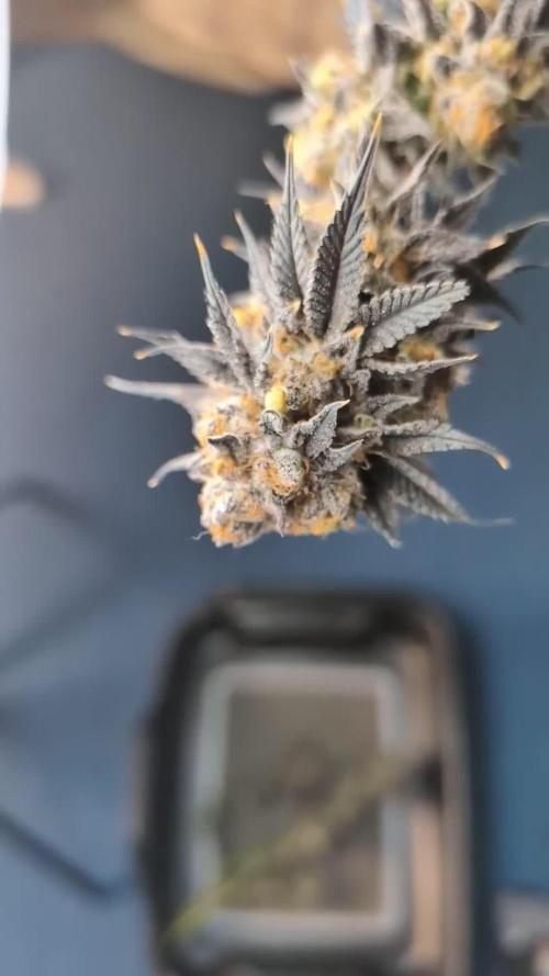 BOP (Banana Orange Pineapple) - Shwale