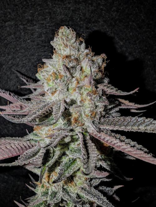 Banana Orange Pineapple - Shwale. Week 17