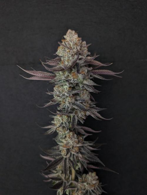 Banana Orange Pineapple - Shwale. Week 17