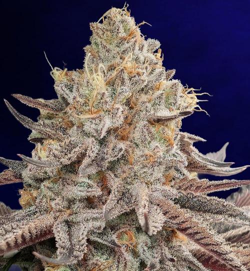 Banana Orange Pineapple - Shwale. Week 17