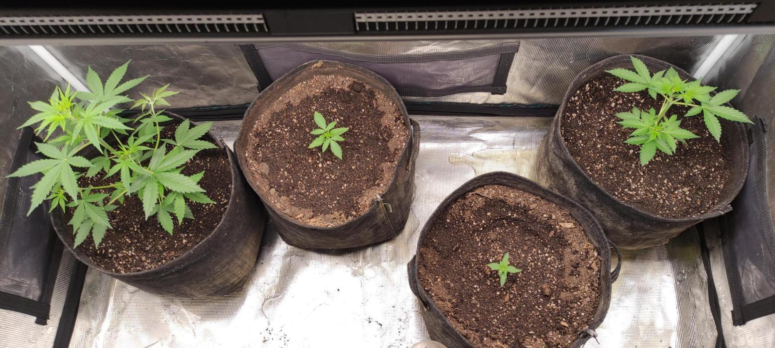 AK 47 XL Contest. Week 4