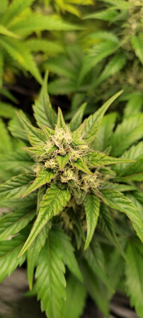 AK 47 XL Contest. Week 8