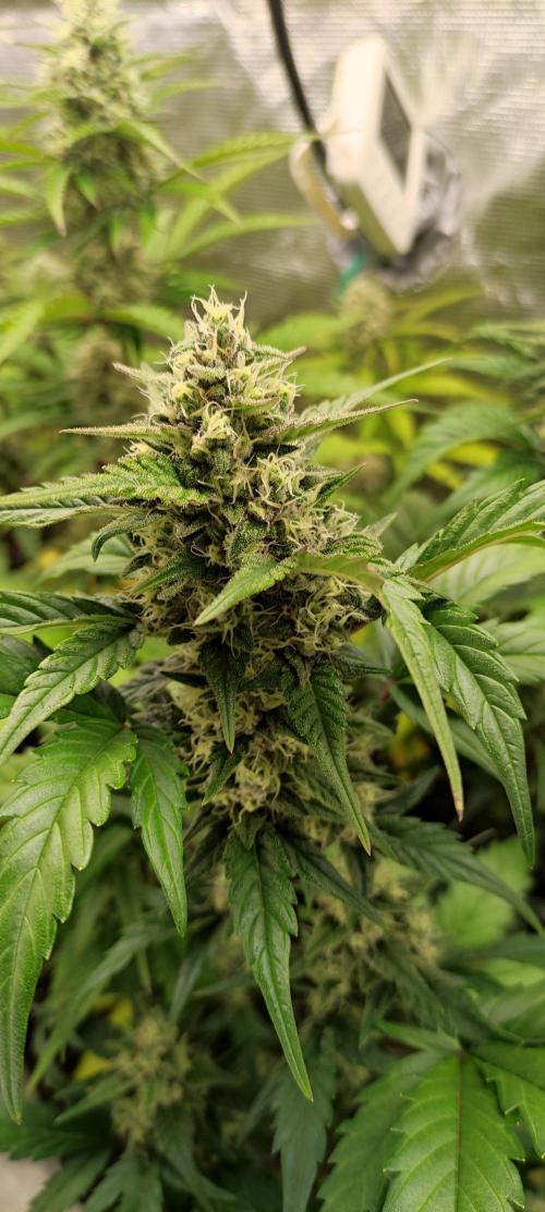 AK 47 XL Contest. Week 8