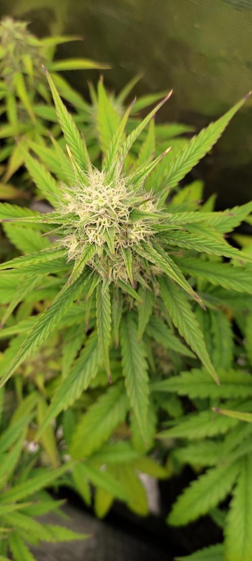 AK 47 XL Contest. Week 8