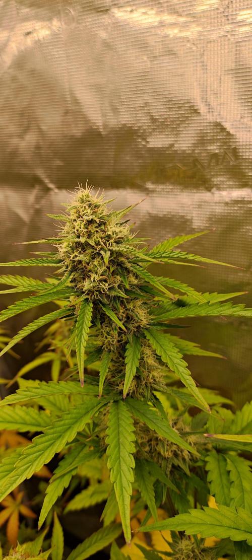 AK 47 XL Contest. Week 8