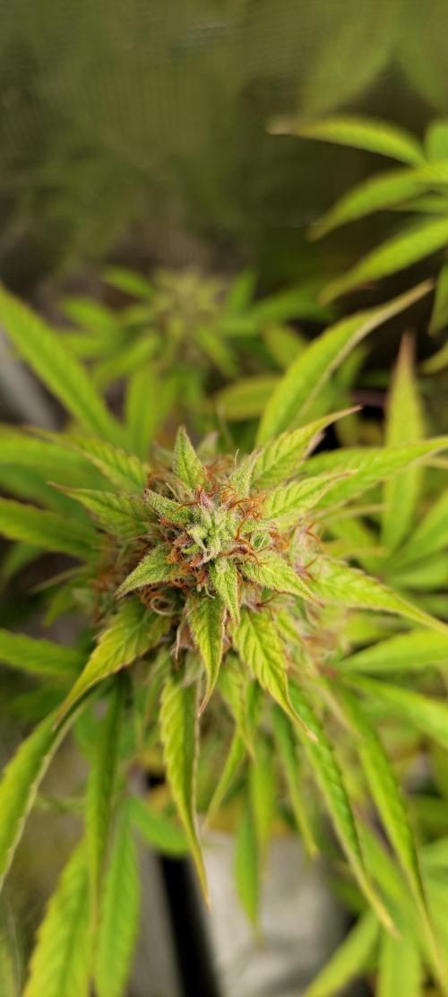 AK 47 XL Contest. Week 8