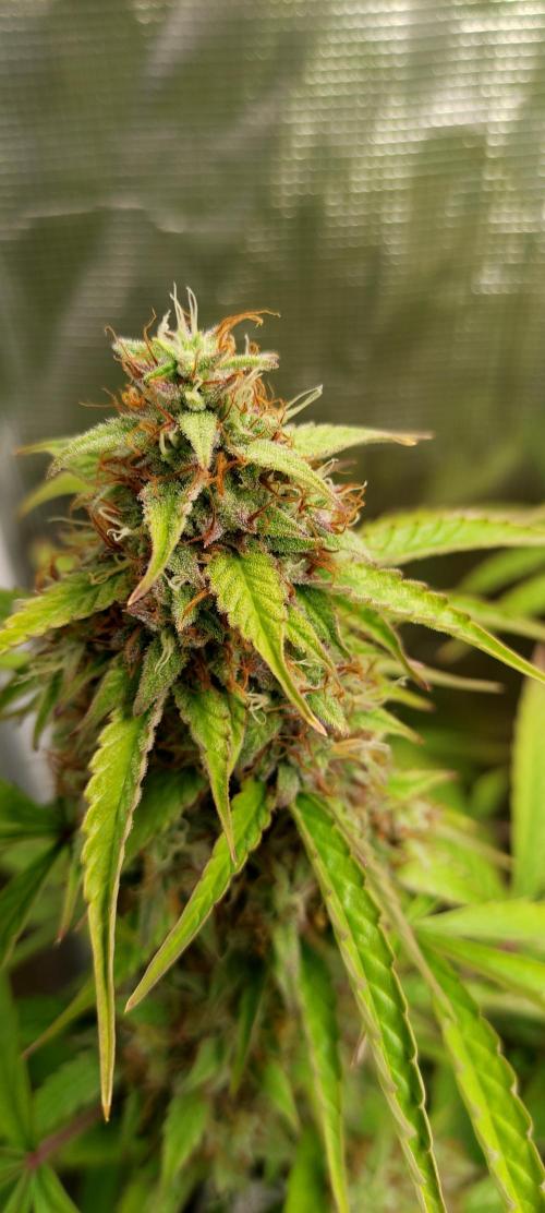 AK 47 XL Contest. Week 8