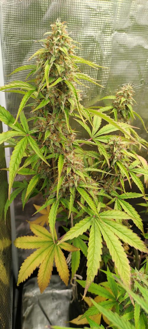 AK 47 XL Contest. Week 8