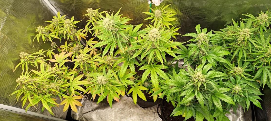 AK 47 XL Contest. Week 8