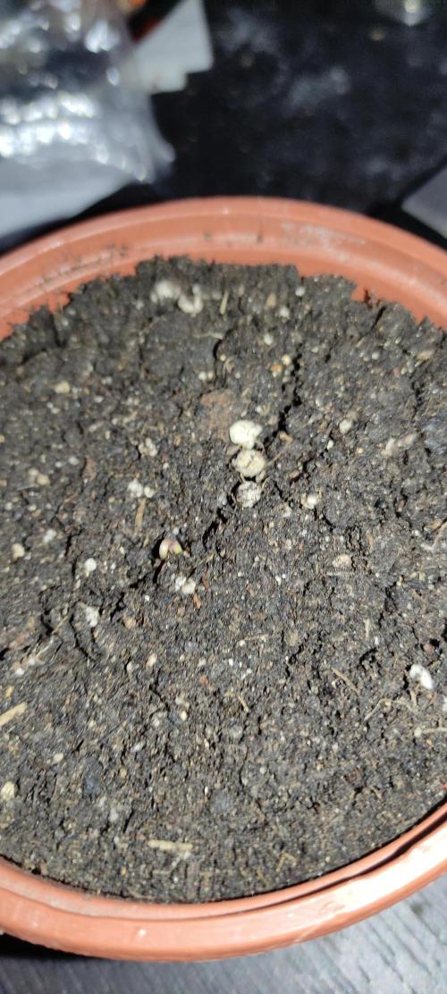 Izi Seeds Permanent Bluez. Week 0