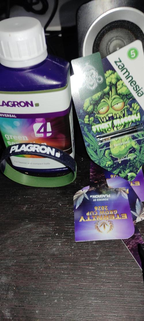 Eternity Cup 2026. Week 0