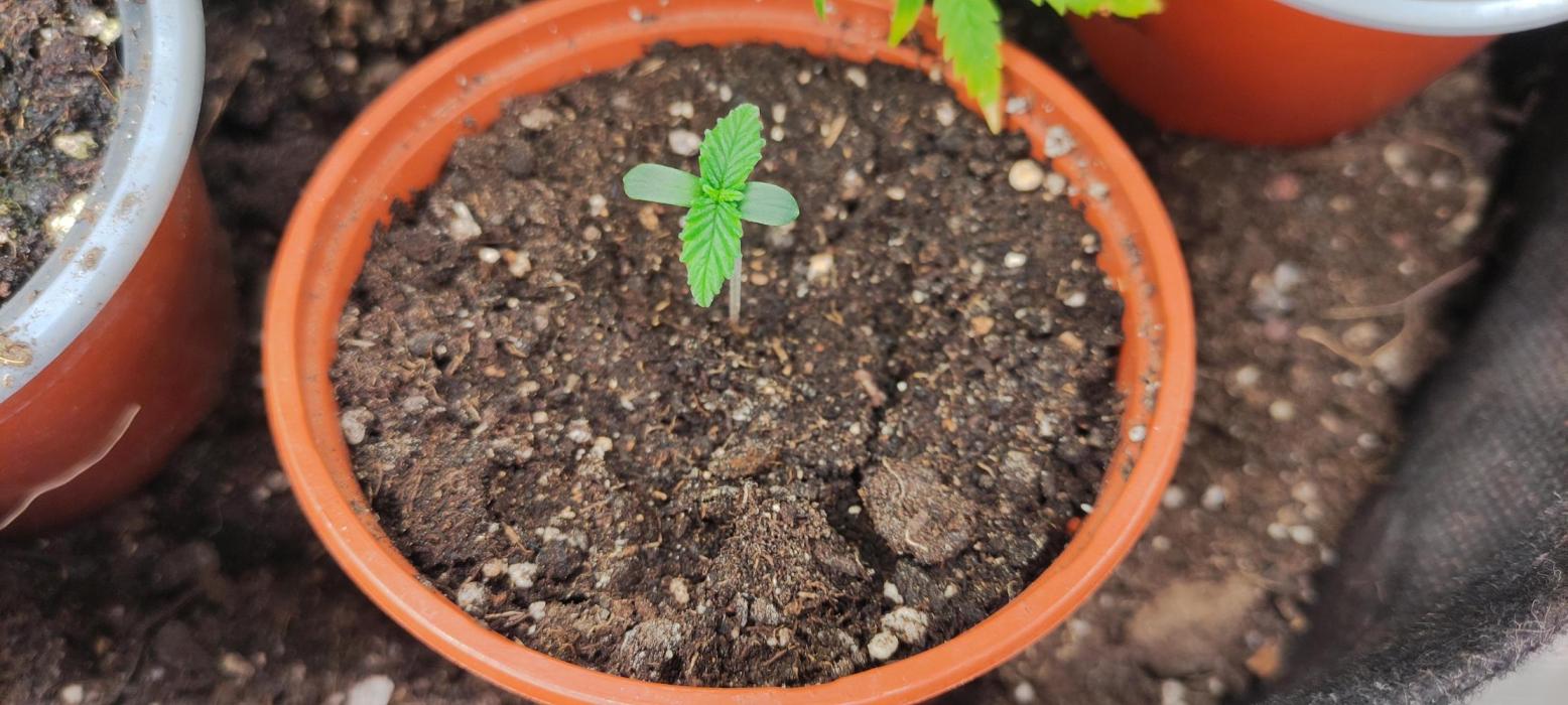 Izi Seeds Permanent Bluez. Week 1