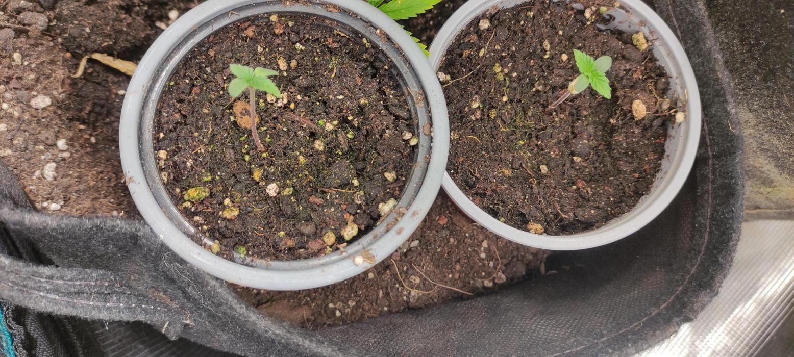 Eternity Cup 2026. Week 1