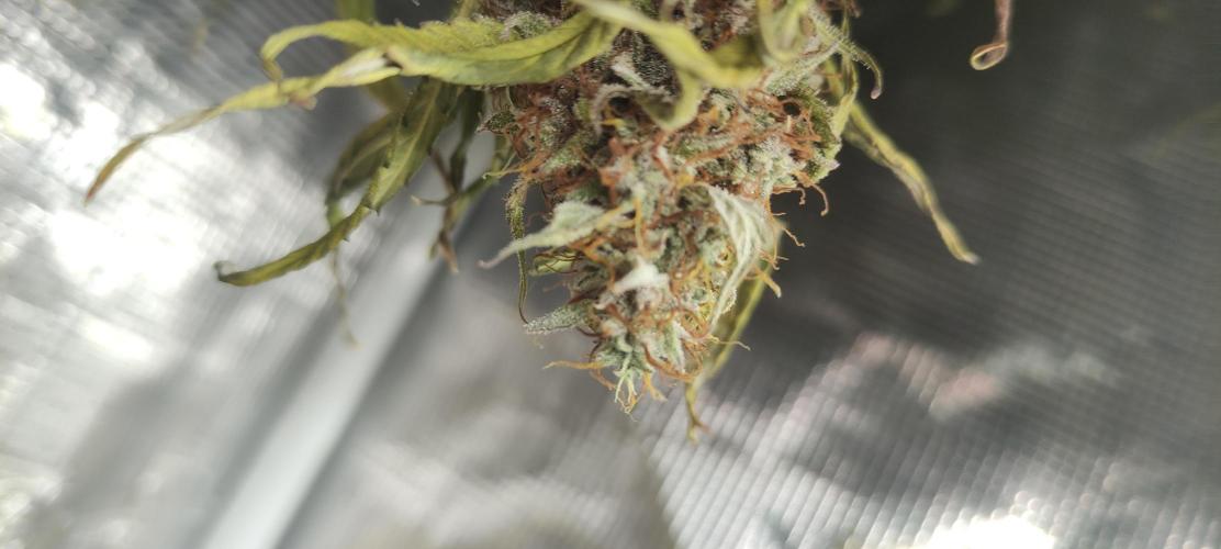 AK 47 XL Contest. Week 9