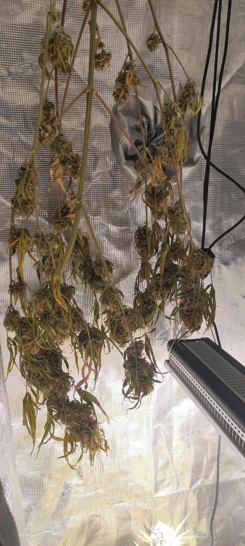 AK 47 XL Contest. Week 9