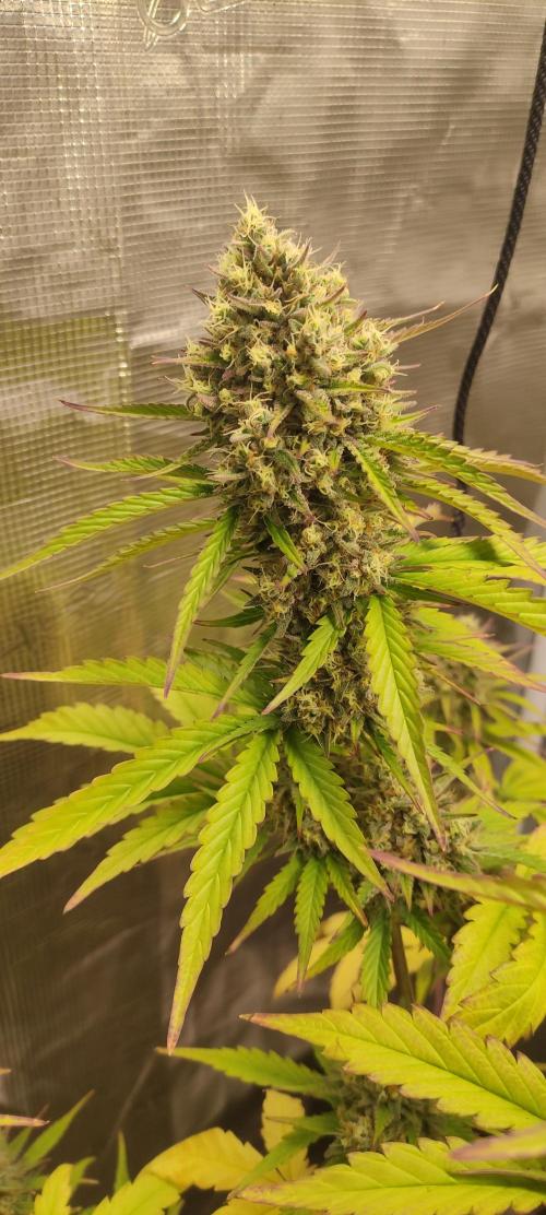 AK 47 XL Contest. Week 9