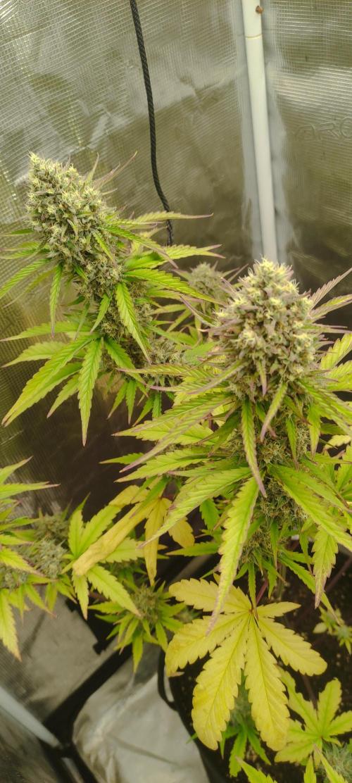 AK 47 XL Contest. Week 9