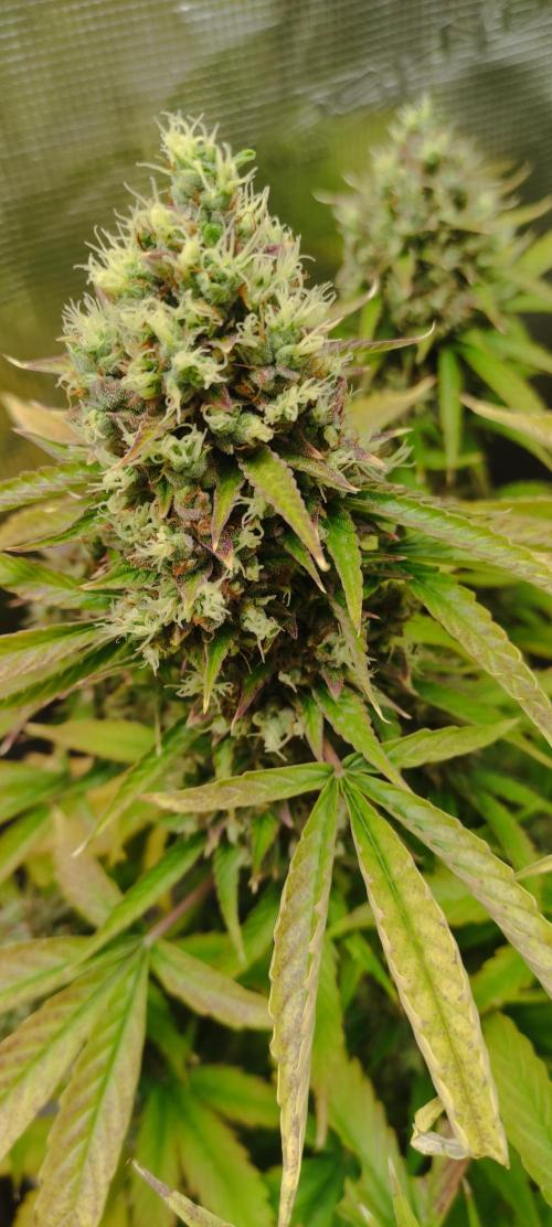 AK 47 XL Contest. Week 9