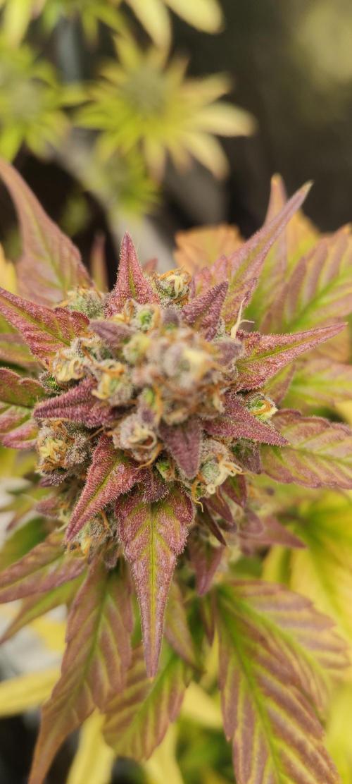 AK 47 XL Contest. Week 9