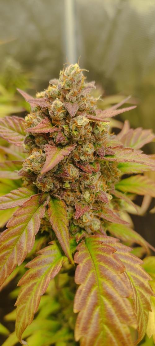 AK 47 XL Contest. Week 9