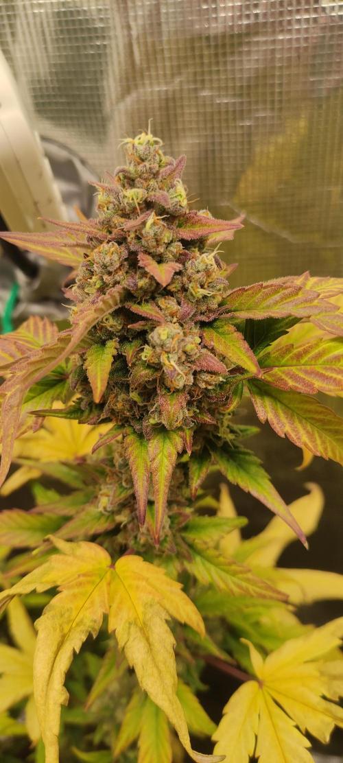 AK 47 XL Contest. Week 9