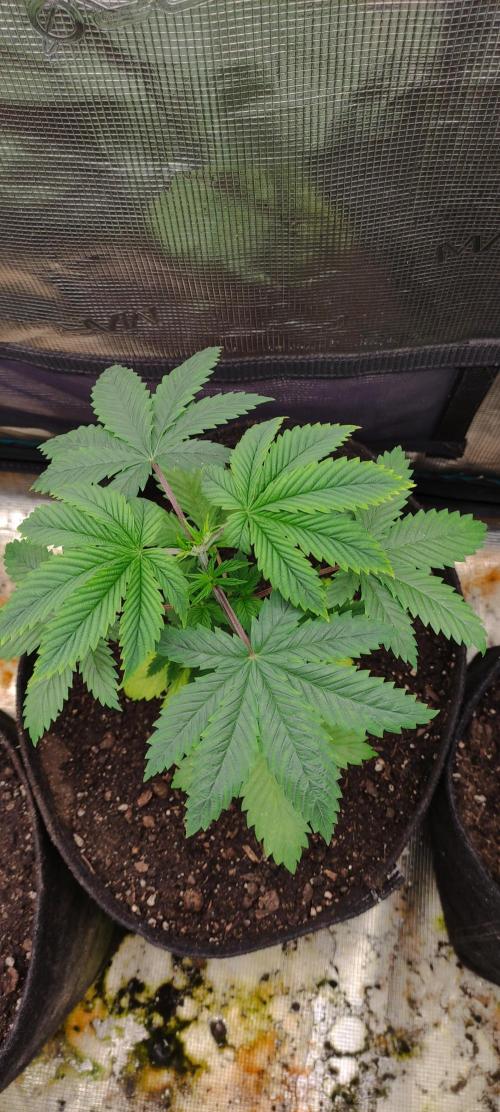 Eternity Cup 2026. Week 5