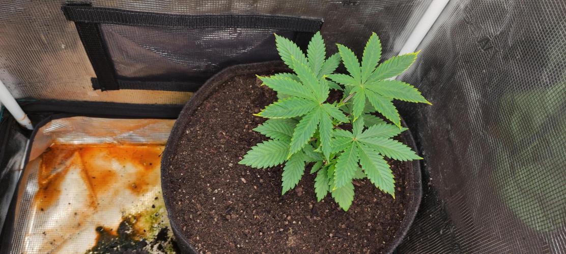 Eternity Cup 2026. Week 5