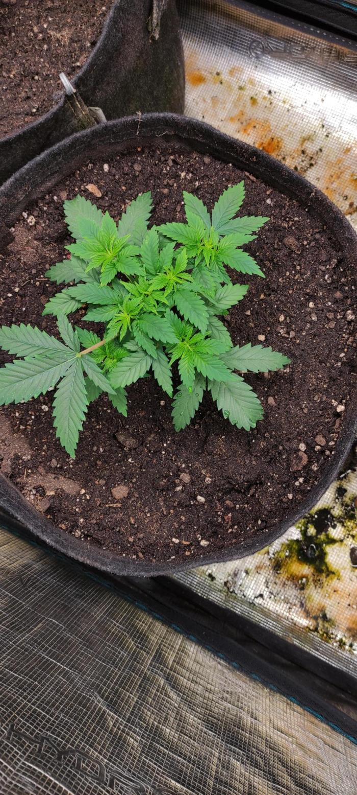 Izi Seeds Permanent Bluez. Week 5