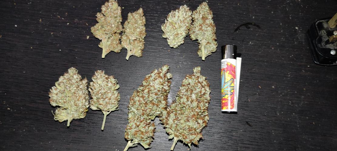 AK 47 XL Contest. Week 9 - A few of the best buds from each plant