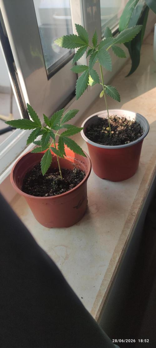 Golosa. Week 0