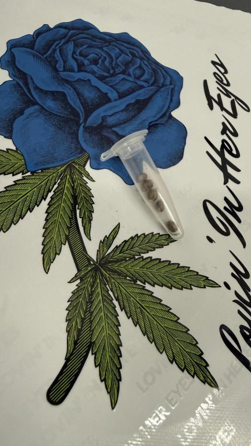 Spanish Moon by West Side Growth. Week 0