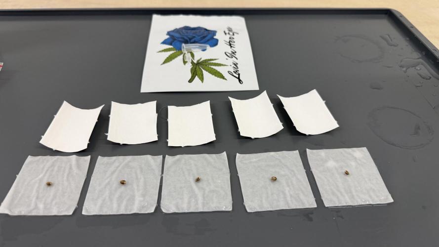 Spanish Moon by West Side Growth. Week 0