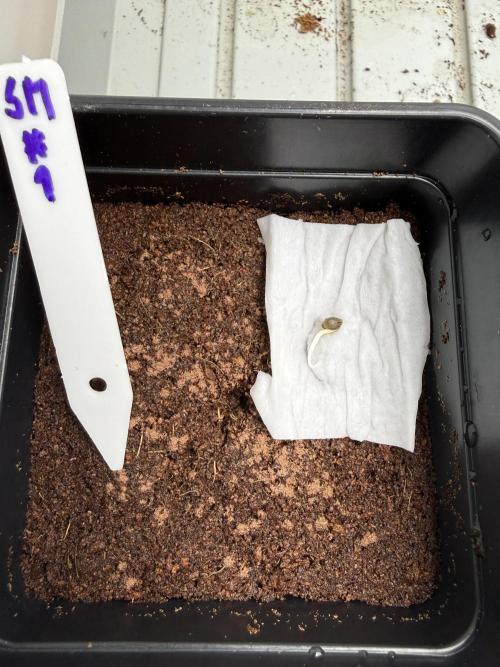 Spanish Moon by West Side Growth. Week 0 - D2