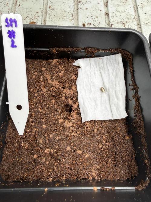 Spanish Moon by West Side Growth. Week 0 - D2