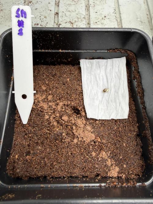 Spanish Moon by West Side Growth. Week 0 - D2