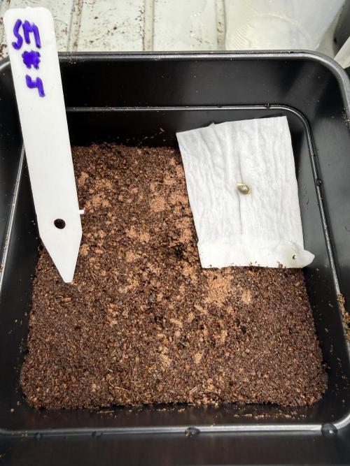 Spanish Moon by West Side Growth. Week 0 - D2