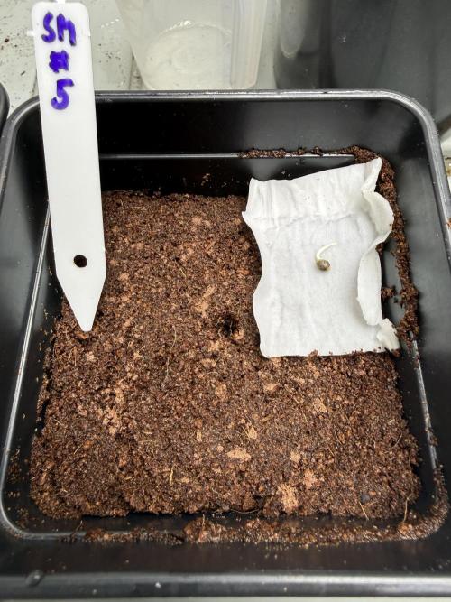 Spanish Moon by West Side Growth. Week 0 - D2