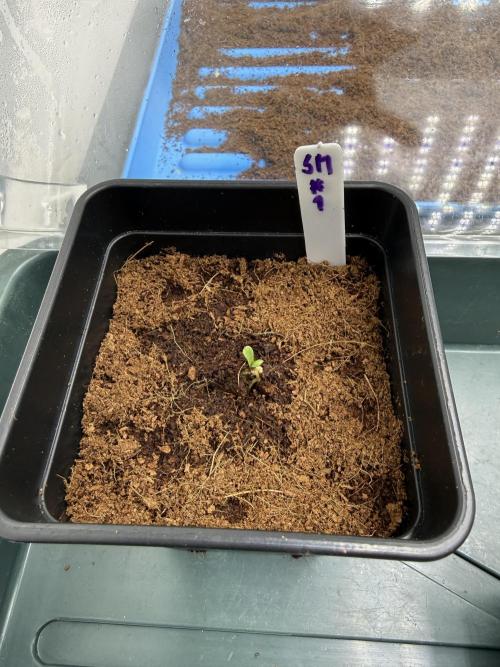 Spanish Moon by West Side Growth. Week 0 - D5