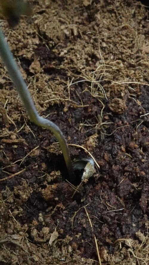 Spanish Moon by West Side Growth. Week 1 - She sells sea shells on the sea shore