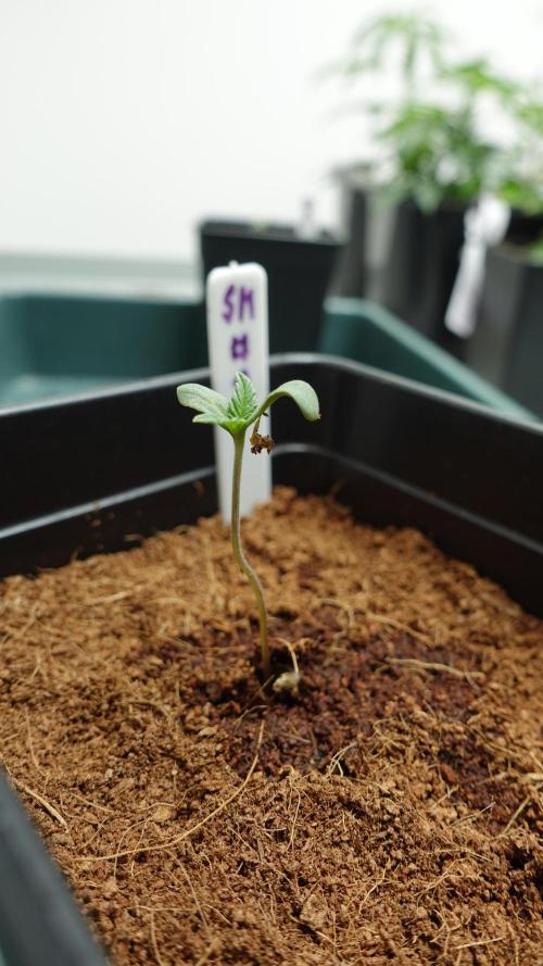 Spanish Moon by West Side Growth. Week 1 - SM #1 D1