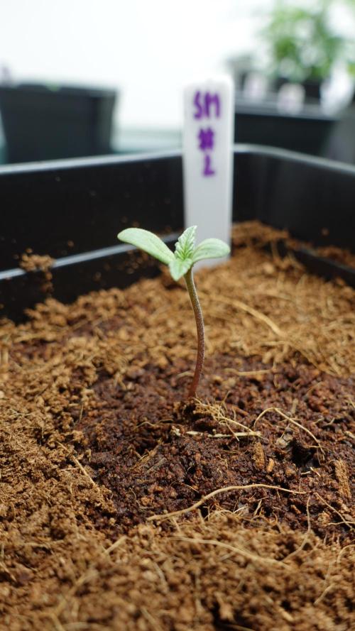 Spanish Moon by West Side Growth. Week 1